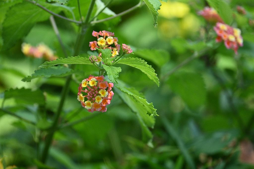 2025-08039890 Tower Hill Botanic Garden, MA.JPG - Lantana. New England Botanic Garden at Tower Hill, MA, 8-3-2025